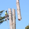 A's Tree Service