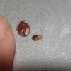 Bed Bug Control Anaheim