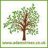 Adams Trees