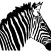 Zebra Striping