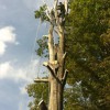 Lake Tree Service