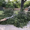 Houston Tree Team