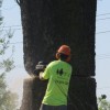 T&L Tree Service