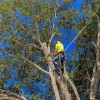 North Florida Tree Service