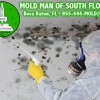 Mold Man Of South Florida