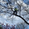 Heartwood Tree Service