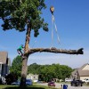 Go Green Tree & Stump Removal