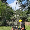 Sunset Tree Service