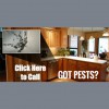 Wellington Pest Control Services