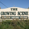 Growing Scene