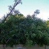 Vacaville Tree Service