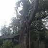 Southeastern Tree Surgeons