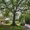 Elliott's Tree Service