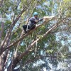 Charles Tree Service