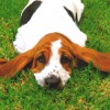 Basset Heating & Air Conditioning