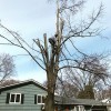 Arbor Pro Tree Service