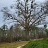 Clean Cut Tree Care