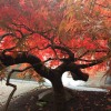 Austin Gilmore Arborist