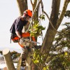 Garcia & Amigo Tree Service & Landscaping