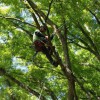 Salazar Tree Service