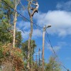 Tree Tx Services