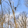 Xanderbuilt Tree Care