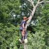 AAA Irish Tree Service