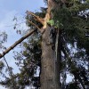 Northwest Arboriculture