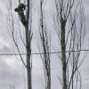 GreenTree Arborists