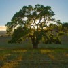 Anderson's Tree Service