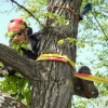 Montgomery Tree Removal