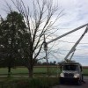 Shull's Tree Service