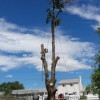 All Area Tree Care