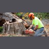 Davis Tree Care