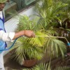 Pest Control Of Plantation