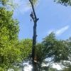 Murells Tree Service