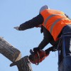 Tree Service Ogden