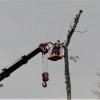 Hammond Tree Service