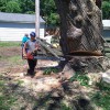 LP Tree Service