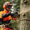 Fayetteville Tree Care