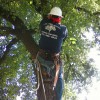 Paco Tree Service