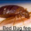 Pest Management Service