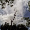 Tree Climbers