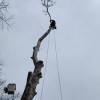 A-Way Tree Experts