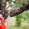 Out On A Limb Tree Service