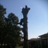 Texas Tree Service