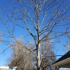 Larned Tree Service