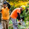 North Woods Tree Service