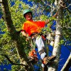 Above & Beyond Tree Service