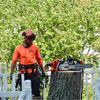 603 Tree Care